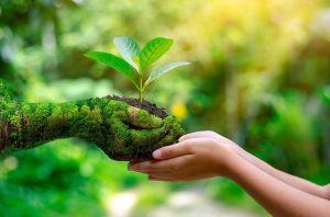 environment-earth-day-hands-trees-growing-seedlings environment-earth-day-hands-trees-growing-seedlings